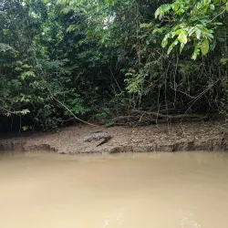 Caño Negro Wildlife Refuge - Upala