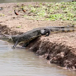 Caño Negro Wildlife Refuge - Upala