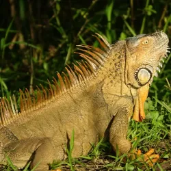 Caño Negro Wildlife Refuge - Upala