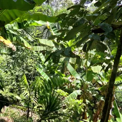 Guatuso Indigenous Community - Upala