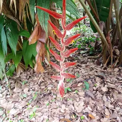 Guatuso Indigenous Community - Upala