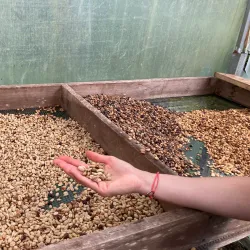 Local Coffee Plantations - Upala