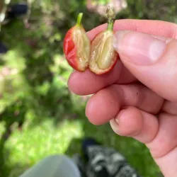 Local Coffee Plantations - Upala