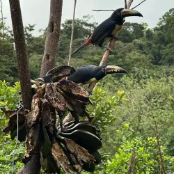 Local Coffee Plantations - Upala