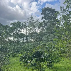 Local Coffee Plantations - Upala