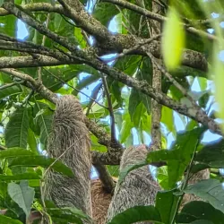 Local Coffee Plantations - Upala