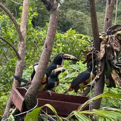 Local Coffee Plantations - Upala