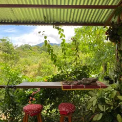 Local Coffee Plantations - Upala