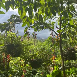 Local Coffee Plantations - Upala