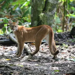 Corcovado National Park (Accessible from Uvita) - Uvita