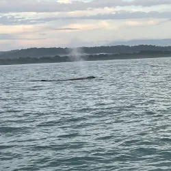 Corcovado National Park (Accessible from Uvita) - Uvita