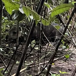 Corcovado National Park (Accessible from Uvita) - Uvita