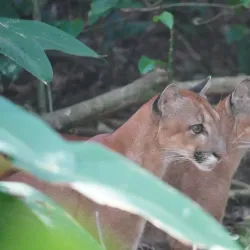 Corcovado National Park (Accessible from Uvita) - Uvita
