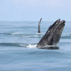 Corcovado National Park (Accessible from Uvita) - Uvita