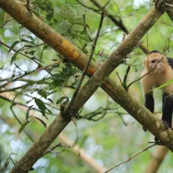 Corcovado National Park (Accessible from Uvita) - Uvita