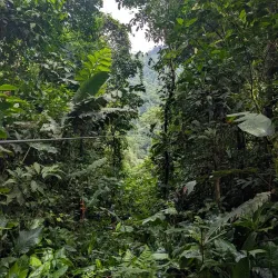 Osa Canopy Tour - Uvita