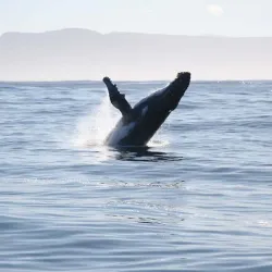 Whale Watching Tours - Uvita