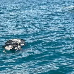 Whale Watching Tours - Uvita