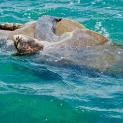 Whale Watching Tours - Uvita