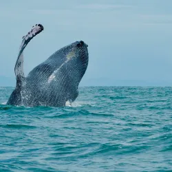 Whale Watching Tours - Uvita