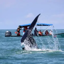 Whale Watching Tours - Uvita
