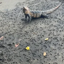 Whale Watching Tours - Uvita