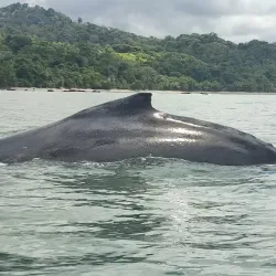 Whale Watching Tours - Uvita