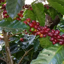 Coffee Plantations Tours - Vazquez de Coronado