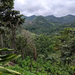 Coffee Plantations Tours - Vazquez de Coronado