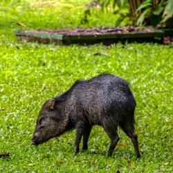 La Selva Biological Station - Vazquez de Coronado
