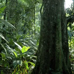 La Selva Biological Station - Vazquez de Coronado