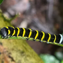 Los Angeles Cloud Forest Reserve - Vazquez de Coronado