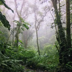 Los Angeles Cloud Forest Reserve - Vazquez de Coronado