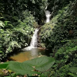 Los Angeles Cloud Forest Reserve - Vazquez de Coronado