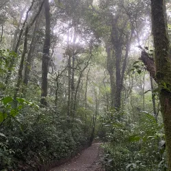 Los Angeles Cloud Forest Reserve - Vazquez de Coronado