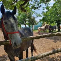 Đakovo Equestrian Center - Đakovo