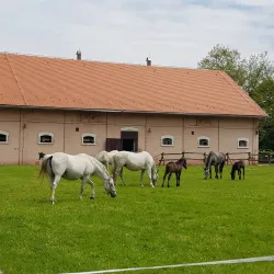 Đakovo Equestrian Center - Đakovo