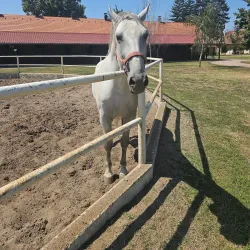 Đakovo Horse Fair (Đakovački Vezovi) - Đakovo