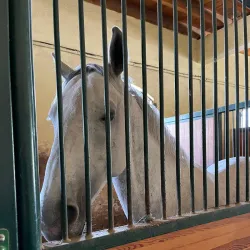Đakovo Horse Fair (Đakovački Vezovi) - Đakovo