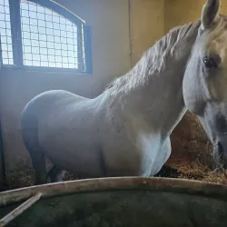 Đakovo Horse Fair (Đakovački Vezovi) - Đakovo
