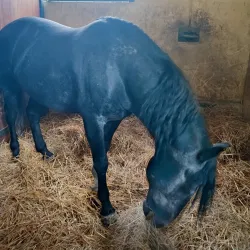 Đakovo Horse Fair (Đakovački Vezovi) - Đakovo