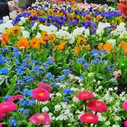 Local Market - Đakovo