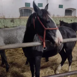 Nature Trails around Đakovo - Đakovo