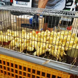 Benkovac Market - Benkovac