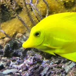 Aquarium Crikvenica - Crikvenica