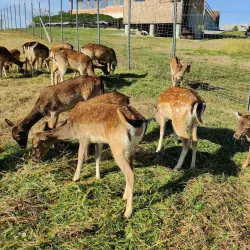Vineyards and Wine Tasting - Daruvar
