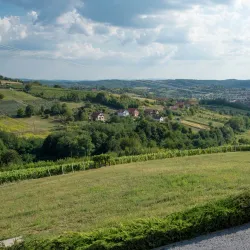 Vineyards and Wine Tasting - Daruvar