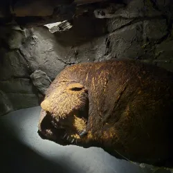 Gorski Kotar Museum - Delnice