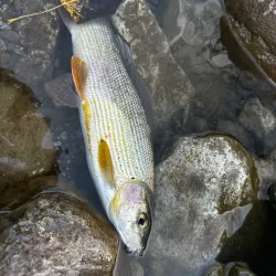 Kupa River - Delnice