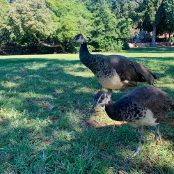 Lokrum Island - Dubrovnik